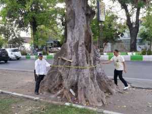 Dwi Cahyono saat mengukur pohon beringin di Alun-alun Merdeka - 2