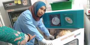 Petugas UTD PMI Kabupaten Malang saat menunjukkan stok darah trombosit (fathul)
