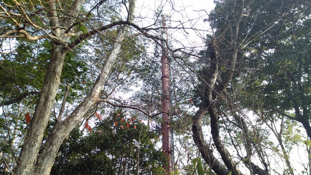 Duh, Ada Tower Mentereng di Hutan Kota Malabar