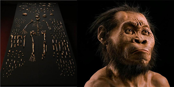 Homo Naledi,  Spesies Baru dari Afrika Selatan