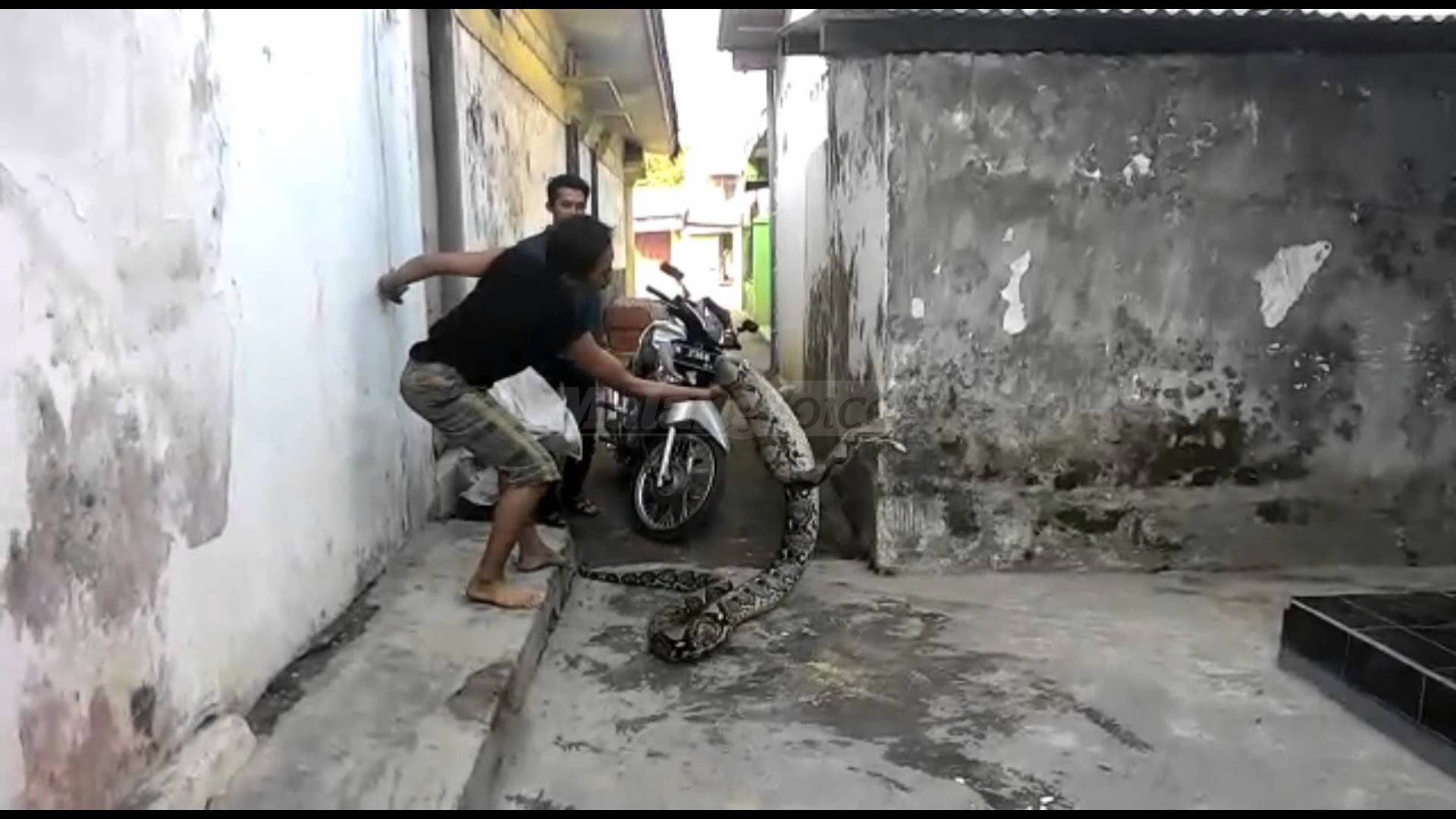 Video: Phyton 6 Meter Ditangkap Warga Tajinan