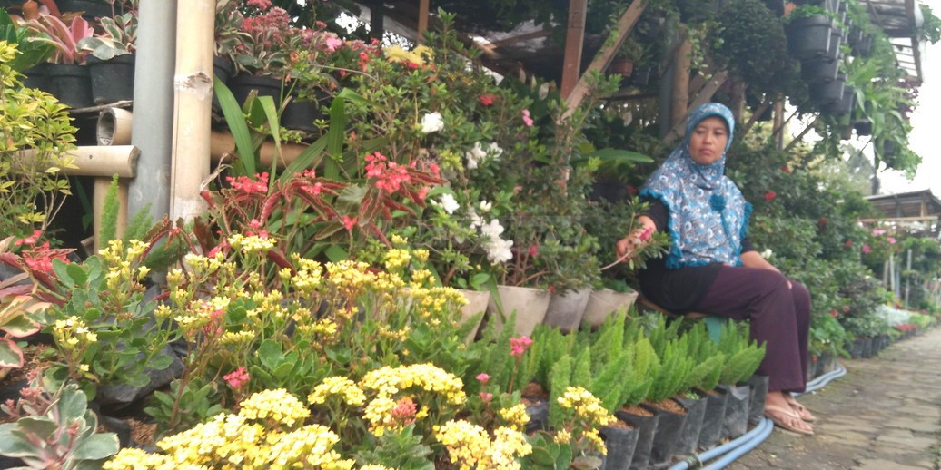 Jalan Bukit Berbunga Hanya untuk Penjual  Bunga  MalangVoice