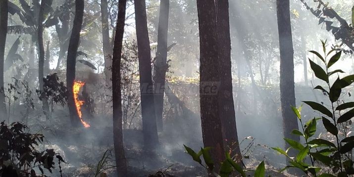 Pinus Hutan Srebet Pagi Tadi Terbakar