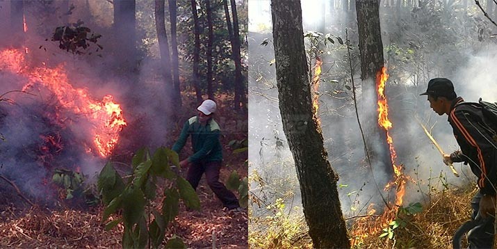 Gerak Cepat, Api di Hutan Pinus Srebet Berhasil Dipadamkan