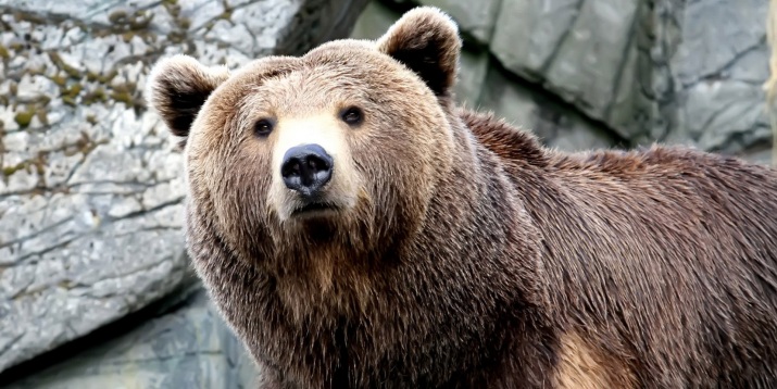 Keluyuran di Mall, Beruang Ini Akhirnya Ditembak Mati