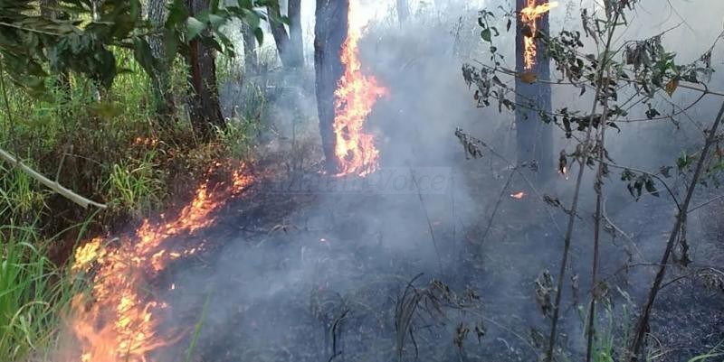 Lagi, Setengah Hektar Hutan Panderman Terbakar!