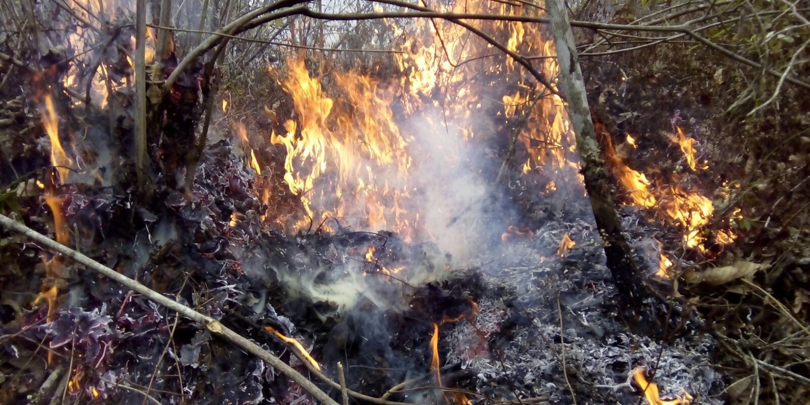 Hutan Arjuno Terbakar Lagi, Tahura Merasa Dikerjai