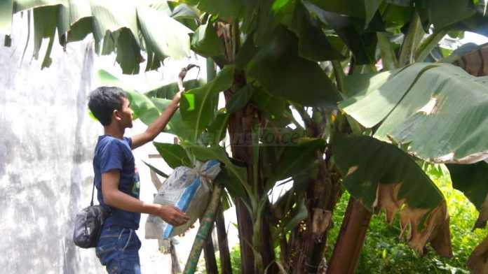 Ingin Pohon Pisang Berbuah Lebih Cepat, Ini Dia Caranya! - MalangVoice