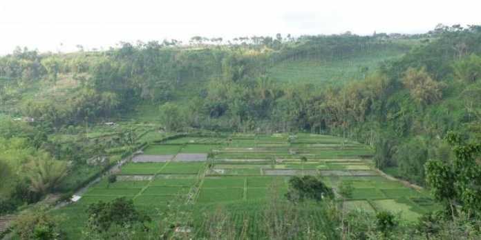 Pertanian Kabupaten Malang