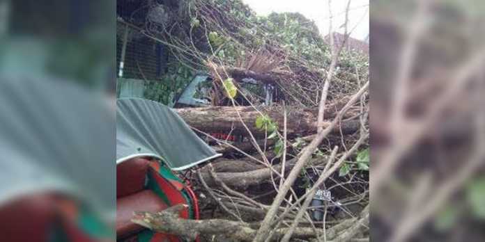 Pohon tumbang di daerah Sukun