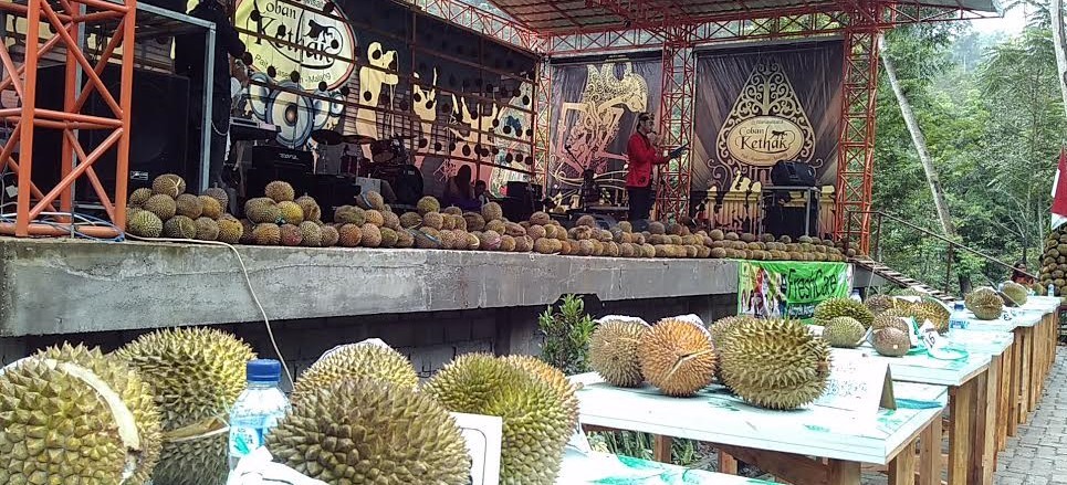 Beberapa durian istimewa yang diperlombakan dalam Pesta Durian