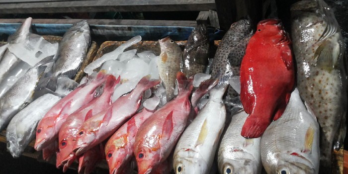 Wow! Pelet Buatan Sukoso Bisa Tingkatkan Protein Ikan