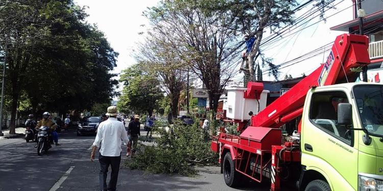 Suasana pemaprasan pohon di Jalan P Sudirman (fathul)