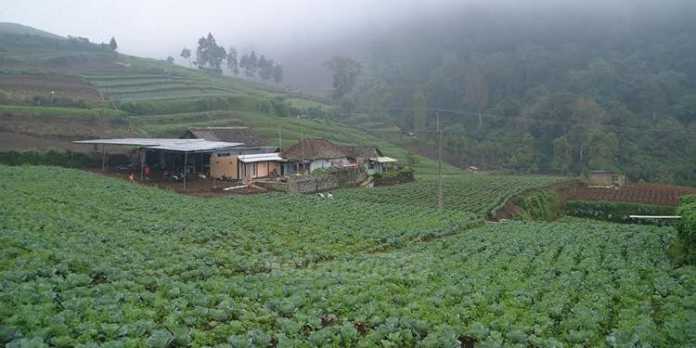Kawasan pertanian Kota Batu masih luas untuk pertanian organik (fathul)