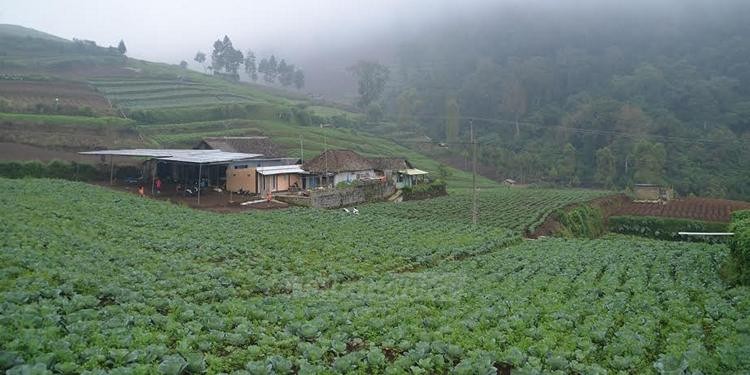 Kawasan pertanian Kota Batu masih luas untuk pertanian organik (fathul)