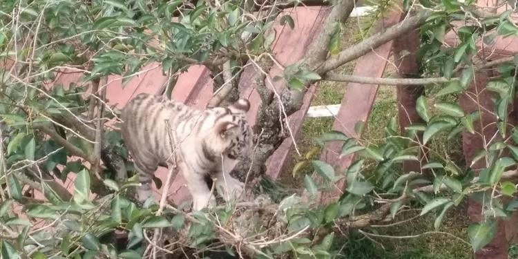 Wow, Ternyata Ada 19 Harimau Langka di Batu Secret Zoo