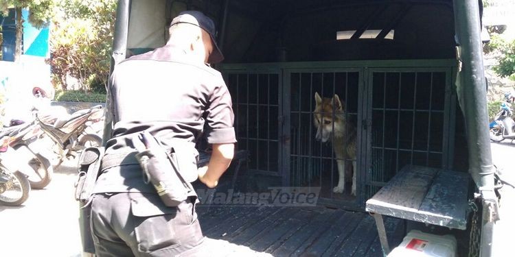 Kasus Monitor SDK Sang Timur Raib, Polisi Turunkan Anjing Pelacak