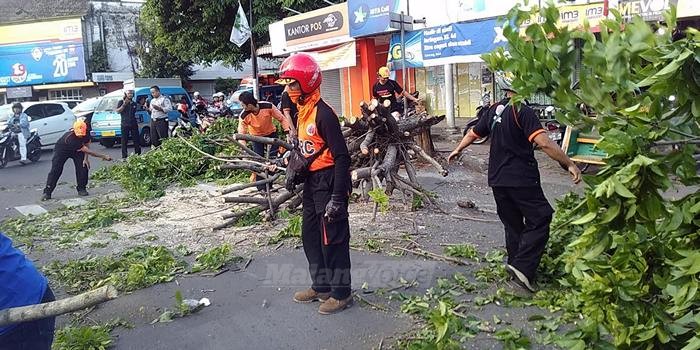 Tak Ada Angin Atau Hujan, Pohon Besar di Klojen Tiba-tiba Tumbang