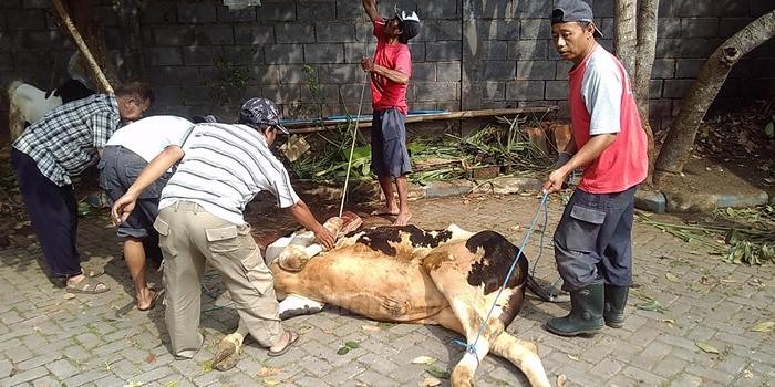 Penyembelihan hewan kurban di Gapensi Kota Malang. (deny)