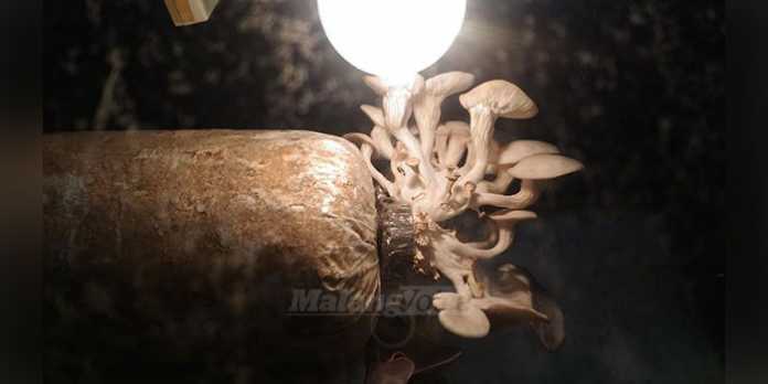 jamur jamuran bisa cegah kanker (anja)
