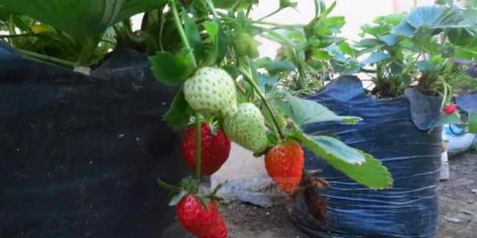 Tanaman strawberry di kebun (anja)