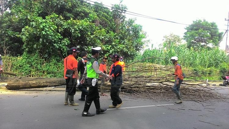 Petugas BPBD menebang pohon angsana yang dinilai rawan tumbang di Jalan Pattimura.(miski)