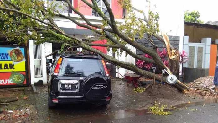 Pohon tumbang di sejumlah titik Kota Malang. (Ist)