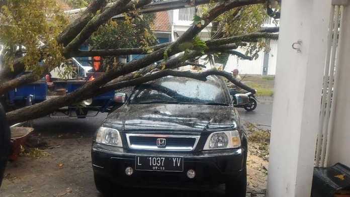 Pohon tumbang menimpa satu unit mobil di Jalan Danau Tondano Raya. (Muhammad Choirul)