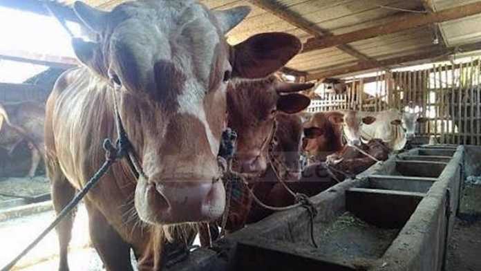 sapi sapi di peternakan (ist)