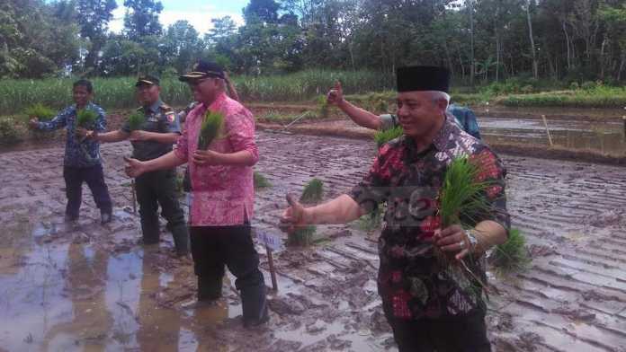Menanam padi bersama di Desa Pandanrejo, Kecamatan Pagak, Kabupaten Malang (Tika)