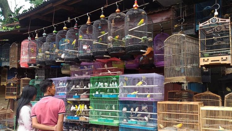 Pasar Burung Splendid Wisata Belanja Unik  Kota Malang  