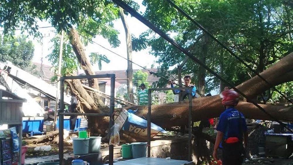 Pohon tumbang di depan RS Saiful Anwar. (deny)