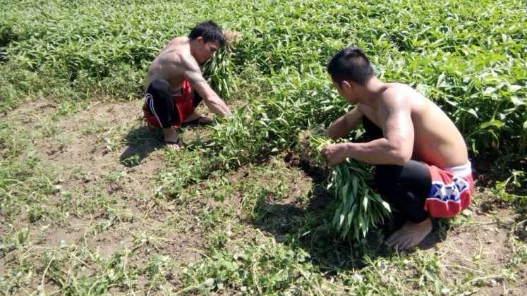Hero Tito dan Rivo Rengkung memanen sayur kangkung di ladang milik keluarga Hero, Desa Banjarejo, Kecamatan Pakis, Kabupaten Malang.