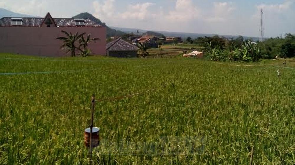 Salah satu lokasi lahan pertanian di Desa Junrejo, Kecamatan Junrejo, Kota Batu. (Abdul Aziz)