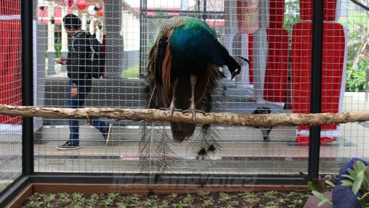 Burung merak, satwa baru koleksi di taman Balai Kota Among Tani, Kota Batu. (Aziz Ramadani)