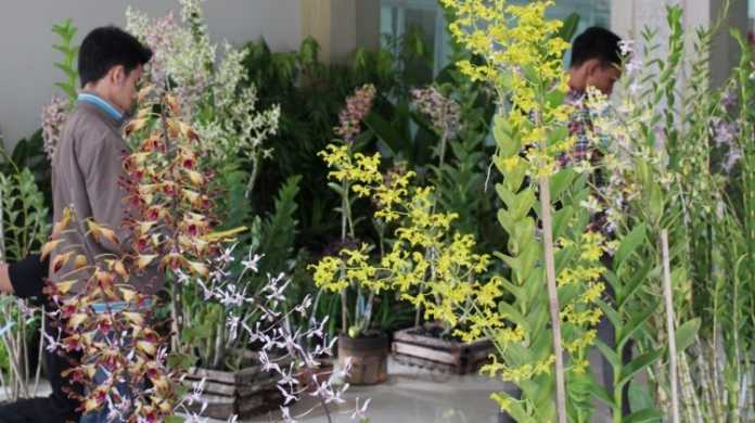 Panitia dan dewan juri tengah mengamati tanaman anggrek event Shinning Orchid Week, di Graha Pancasila, Balai Kota Among Tani, Senin (7/8). (Aziz Ramadani)