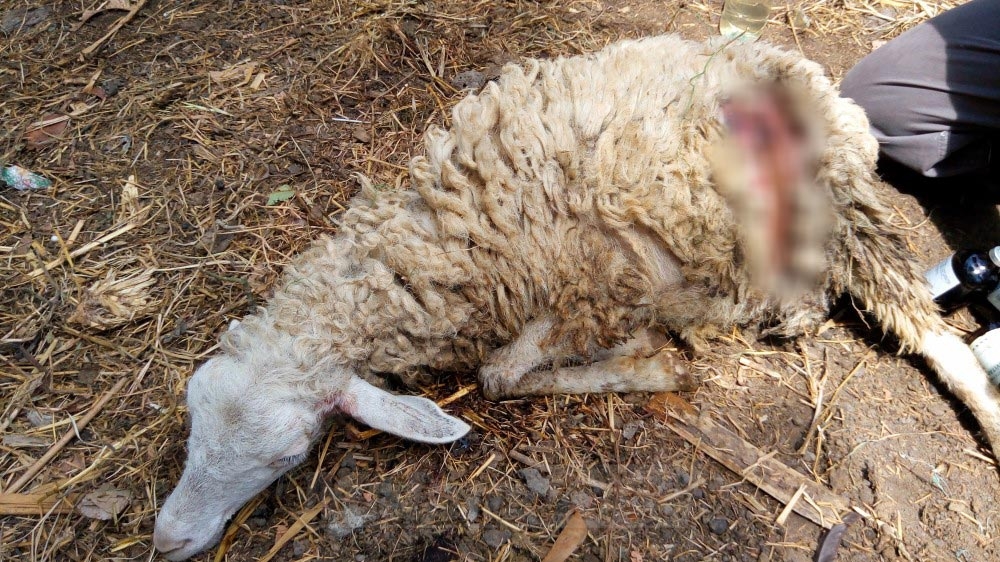 VIDEO: Petugas Jahit Luka Domba yang Diserang Binatang Buas