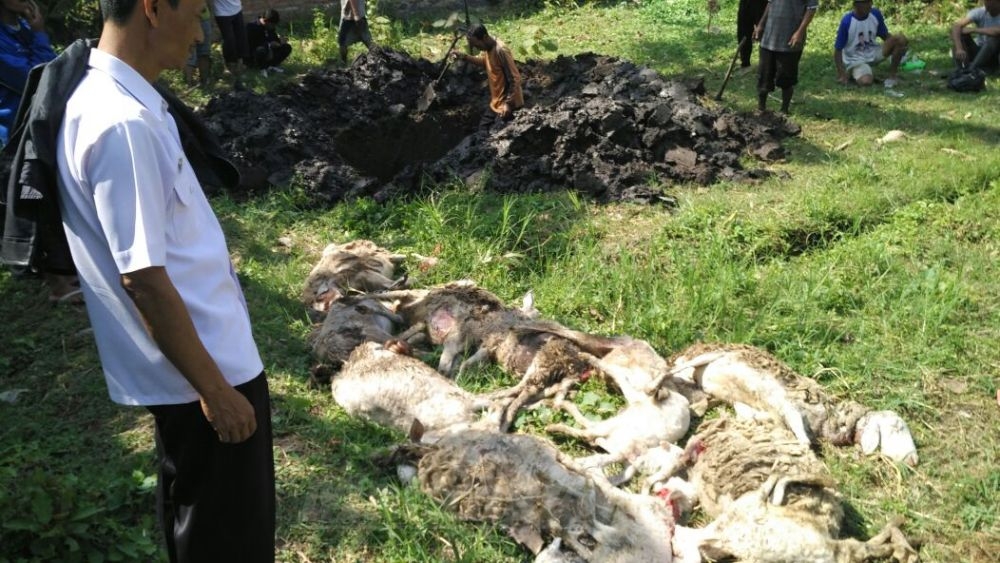 VIDEO: Belasan Bangkai Domba yang Mati Misterius Dikubur
