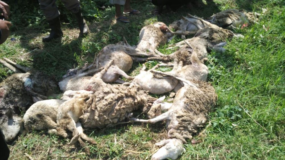 Lagi Teror Misterius Serang Domba di Lowokwaru