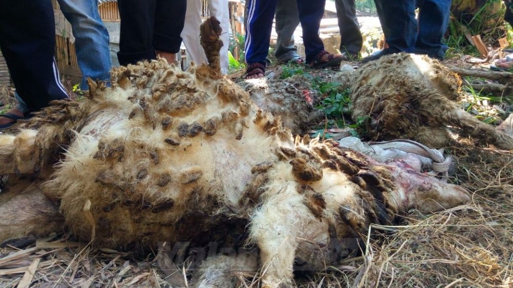 Teror Domba Mati Misterius Berlanjut di Karangploso