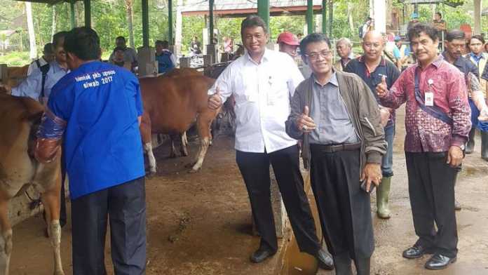 Dirjen PKH didampingi Kepala BBPP Batu melihat proses PKB oleh petugas di Sentra Peternakan Rakyat Sobangan, Kabupaten Badung. (istimewa)