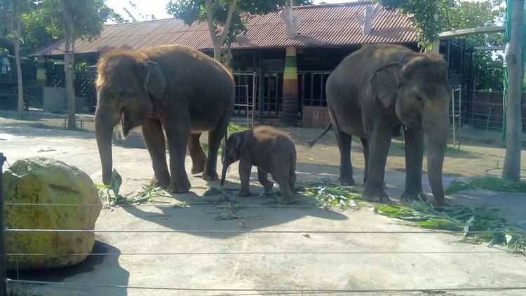 Bayi Gajah Sumatera (tengah) untuk pertama kalinya dipertontonkan di Batu Secret Zoo, JTP Grup, Kota Batu, Rabu sore (4/10). (Aziz Ramadani)