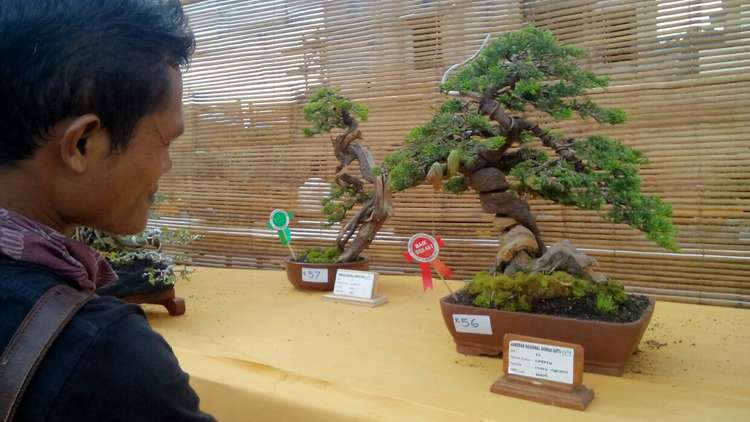 Kontes bonsai nasional di Perumahan Batu Panorama, Sabtu (23/12). (Aziz Ramadani/MVoice)