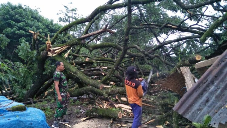 Pohon Tumbang Tutup Jalan Antar Desa di Kota Batu
