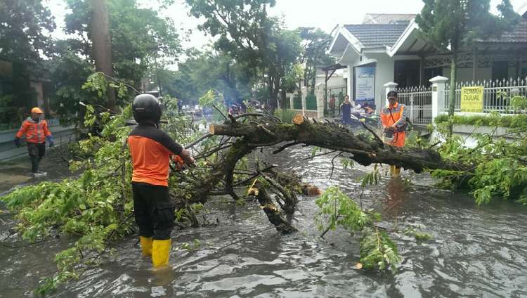 Akar Lapuk Hujan Deras Tumbangkan Pohon  di Sawojajar 