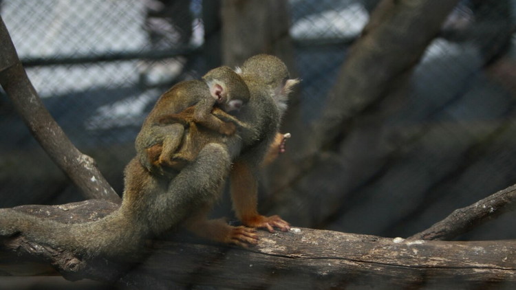 Hari Primata Nasional, Batu Secret Zoo Kenalkan Tiga Satwa Baru (Aziz / MVoice)