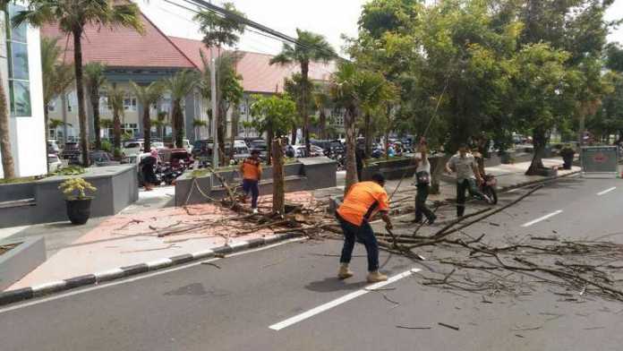 Petugas BPBD Kota Batu memotong pohon rawan tumbang di Jalan Panglima Sudirman, Selasa (23/1). (Pusdalops BPBD Kota Batu)