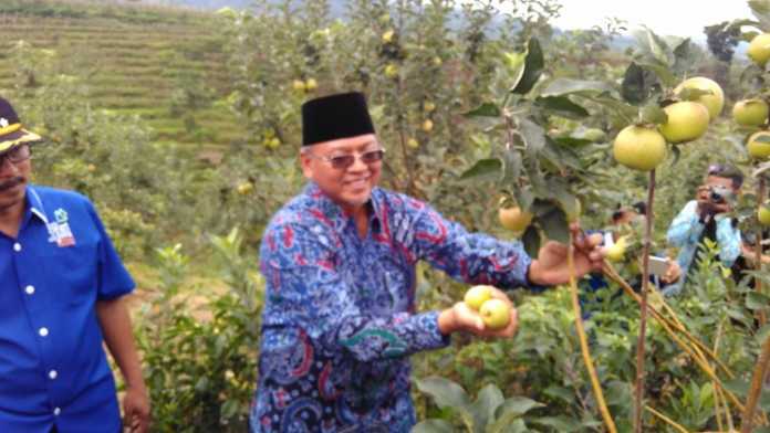Bupati Malang saat melakukan Petik apel di acara Bina Desa. (Istimewa)