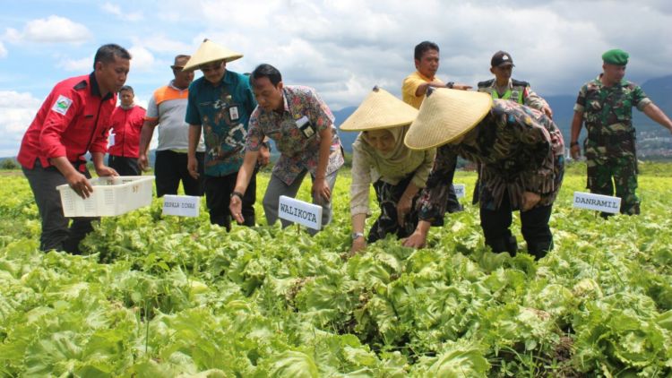 Wali Kota Batu Dewanti Rumpoko memetik sayur andewi di lahan Giripurno, Kecamatan Bumiaji, Selasa (27/2). (Aziz / MVoice)