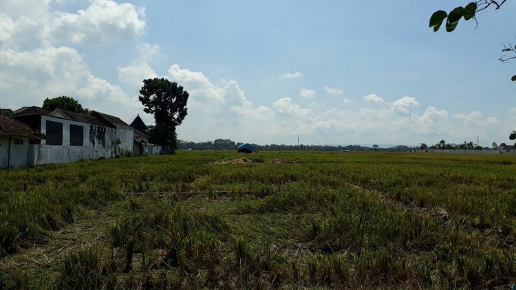 Lahan persawahan di wilayah Kec Kepanjen, Kab Malang yang terus ditingkatkan hasil produksi padinya oleh DTPHP kabupaten Malang. (Istimewa)